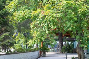 Gradina 2
